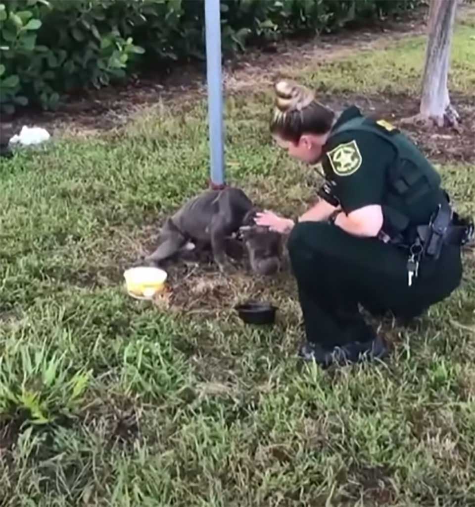 полицейский гладит собаку
