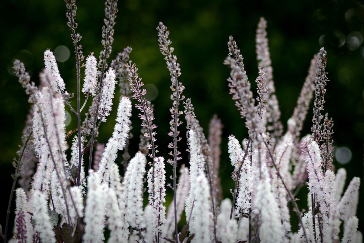 Açık menekşe ve beyaz uzun tüylü çiçek bitkileri