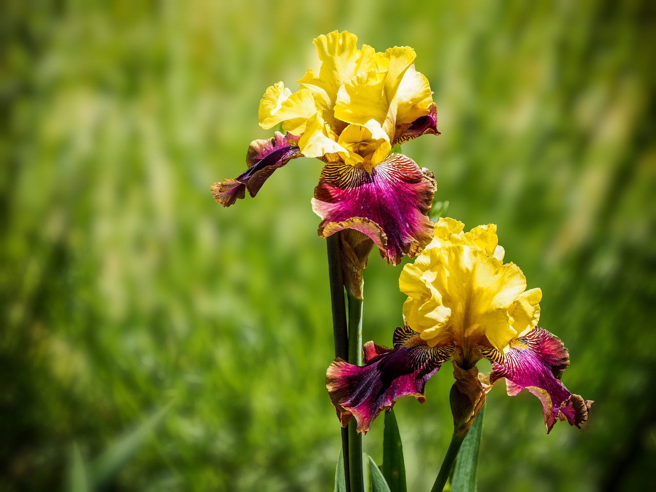 Sığ alan derinliği ve bulanık arka plan ile bahçede çiçek açan iris.