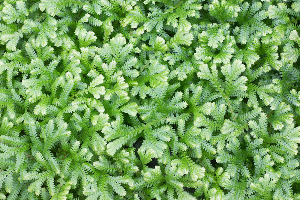 Selaginella kraussiana (İzleyen Selaginella) sürünen gövdeli küçük bitki, yoğun yeşil yapraklardan keçeler oluşturur.