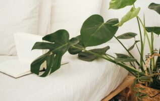 ev bitkilerini canlı tut-özellikli resim ayakkabılar beyaz bir yatağın üzerine örtülmüş yapraklı bir palmiye bitkisi