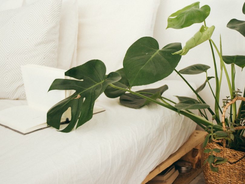 ev bitkilerini canlı tut-özellikli resim ayakkabılar beyaz bir yatağın üzerine örtülmüş yapraklı bir palmiye bitkisi