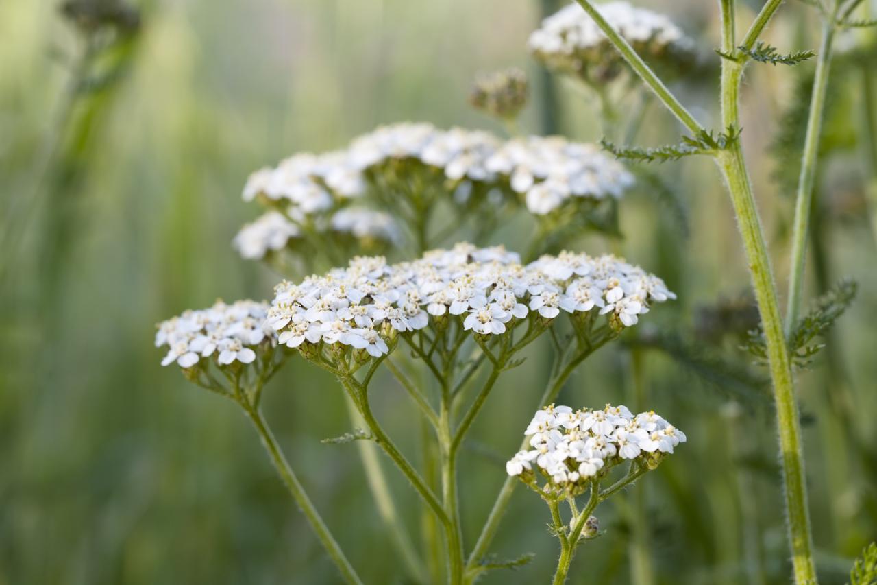 Uzun yeşil saplarda küçük beyaz çiçekler