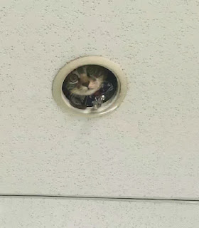 Gracioso momento en que los oficinistas se dan cuenta que están siendo espiados por un gato