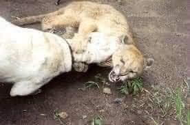"Morocho", el perro que se enfrentó a un puma adulto para salvar a 2 niñas