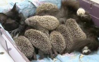 baby-hedgehogs